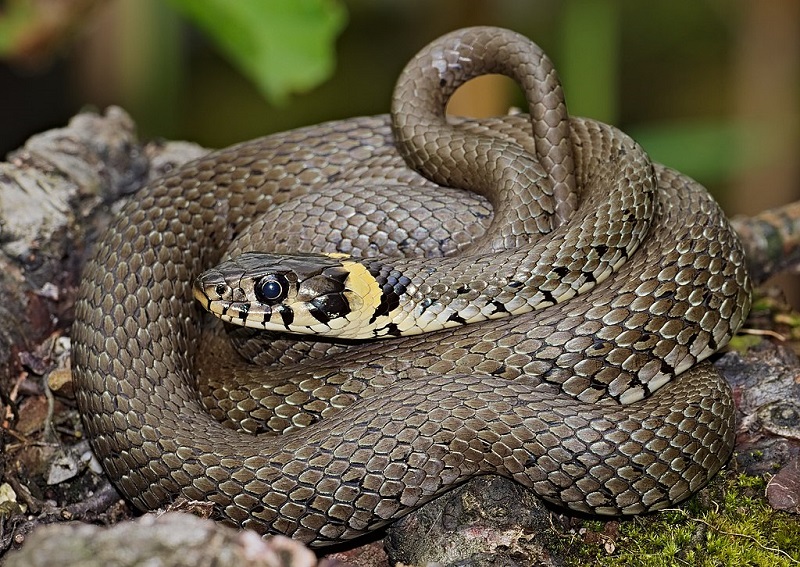 Užovka obojková (Natrix natrix)