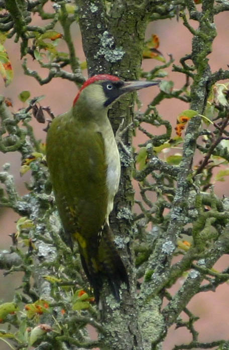 Žluna zelená (Picus viridis)