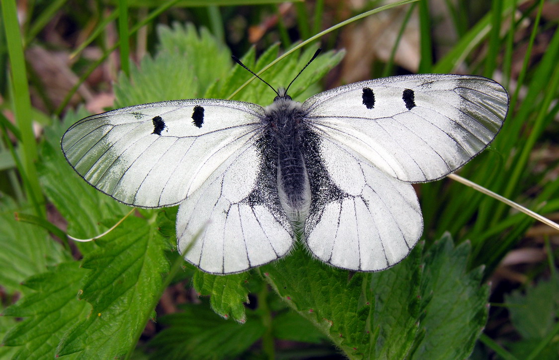 Jasoň dymnivkový (Parnassius mnemosyne)